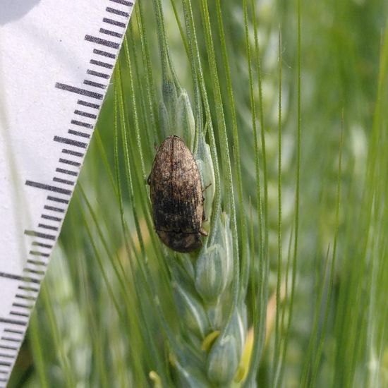 Mausgrauer Schnellkäfer: Tier im Habitat Felder in der NatureSpots App