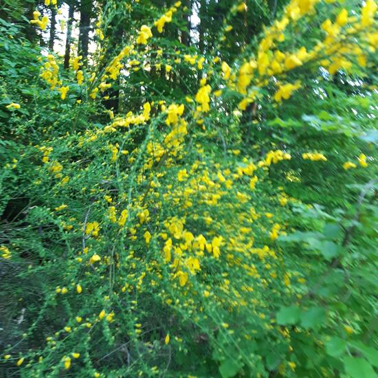 Ginster: Pflanze im Habitat Wald der gemäßigten Breiten in der NatureSpots App