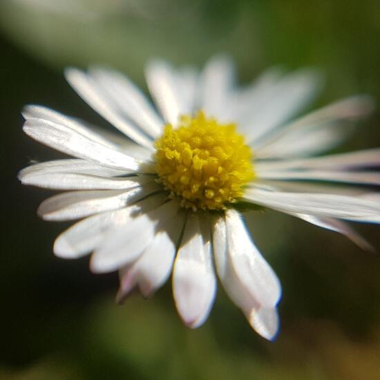 Bellis: Plant in nature in the NatureSpots App