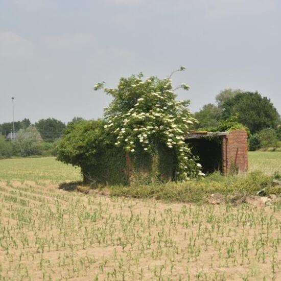 Landscape: Agriculture in habitat Crop cultivation in the NatureSpots App