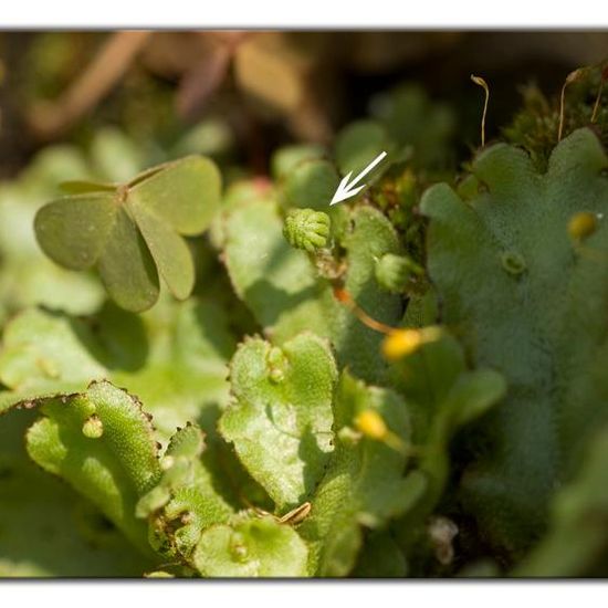 Marchantia polymorpha: Plant in habitat Garden in the NatureSpots App