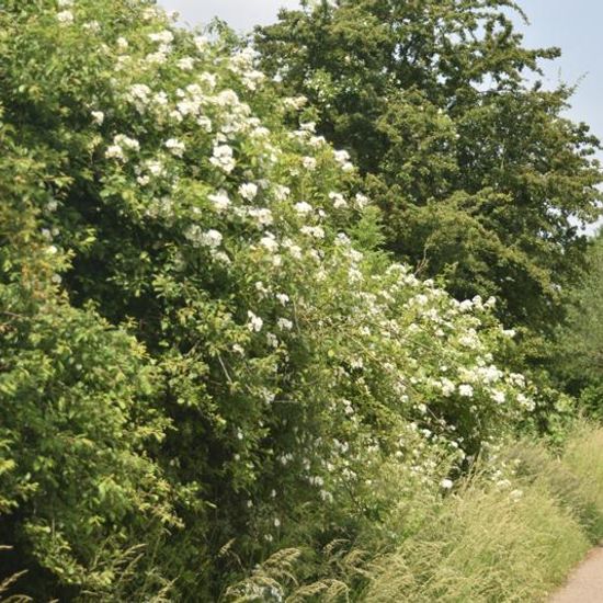 Landscape: Urban and Garden in habitat Road or Transportation in the NatureSpots App