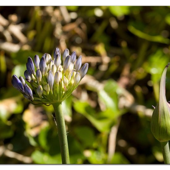 Agapanthus: Plant in habitat Garden in the NatureSpots App