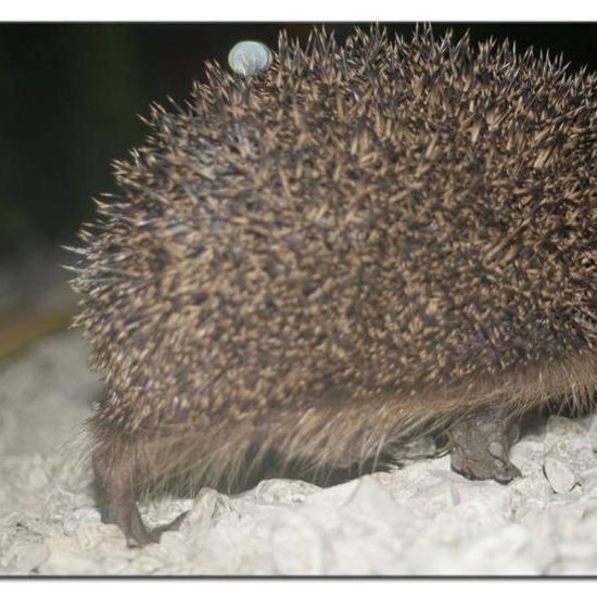 European hedgehog: Animal in habitat Garden in the NatureSpots App