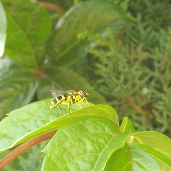 Xanthogramma dives: Tier im Habitat Hecke/Blumenbeet in der NatureSpots App