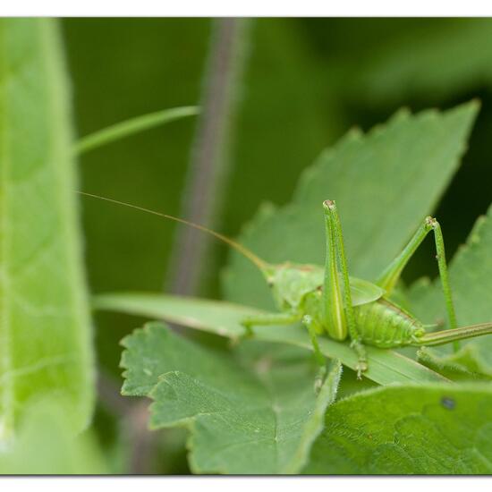 Tettigonia viridissima: Animal in habitat Semi-natural grassland in the NatureSpots App