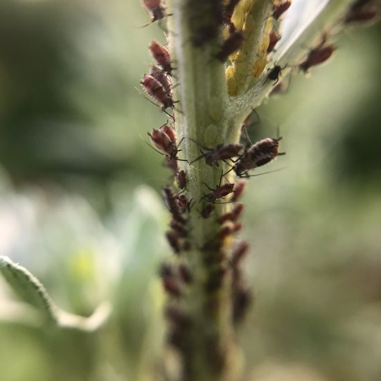 Pflanzenläuse: Tier in der Natur in der NatureSpots App