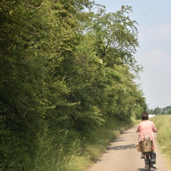 Landschaft: Stadt und Garten im Habitat Strasse/Verkehr in der NatureSpots App