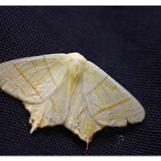 Swallow-tailed Moth: Animal in habitat Garden in the NatureSpots App