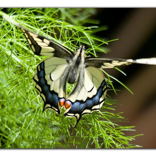 Papilio machaon: Animal in habitat Garden in the NatureSpots App