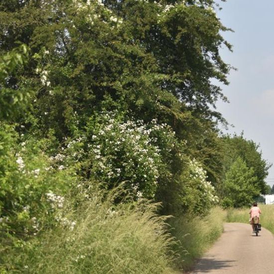 Landscape: Urban and Garden in habitat Road or Transportation in the NatureSpots App