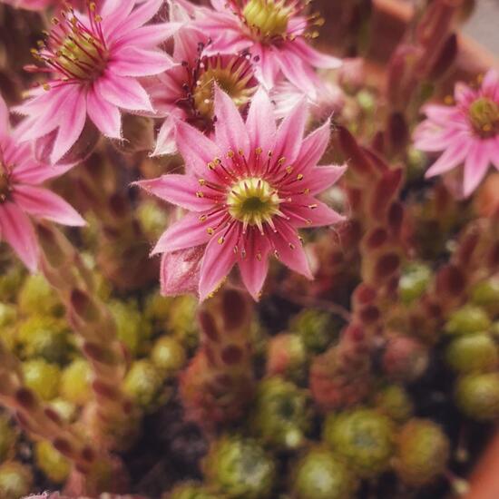 Sempervivum tectorum: Plant in nature in the NatureSpots App