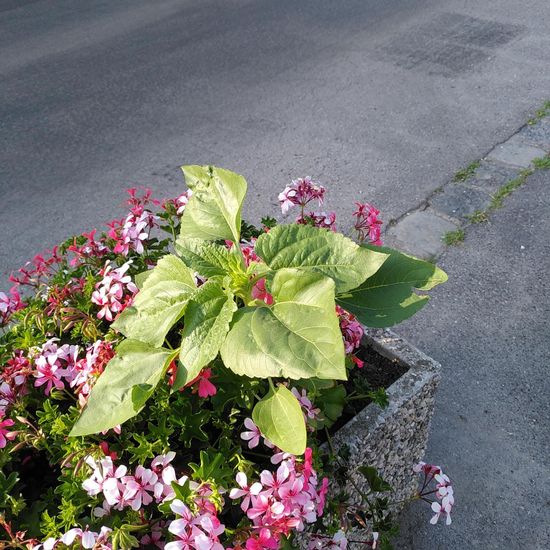 Landschaft: Stadt und Garten im Habitat Hecke/Blumenbeet in der NatureSpots App