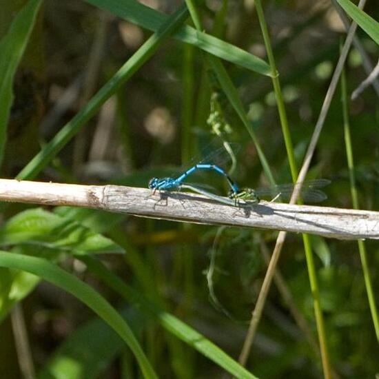 Azure damselfly: Animal in habitat Buffer strip in the NatureSpots App