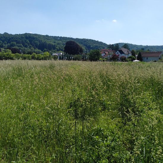 Landschaft: Grasland und Büsche im Habitat Naturnahe Wiese in der NatureSpots App