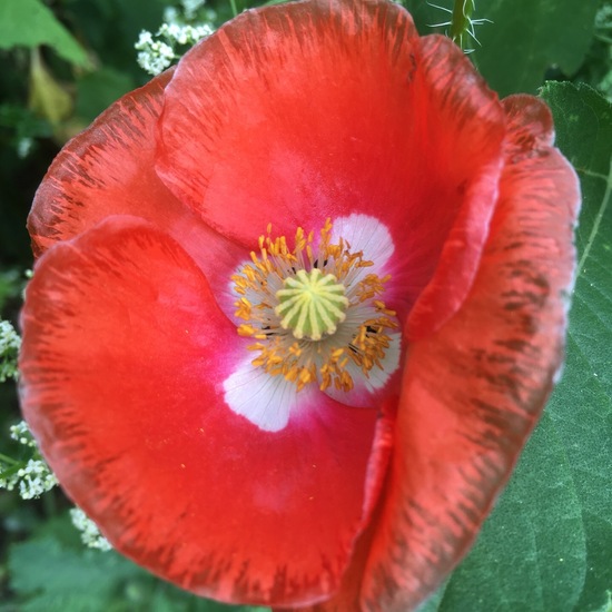 Klatschmohn: Pflanze im Habitat Garten in der NatureSpots App