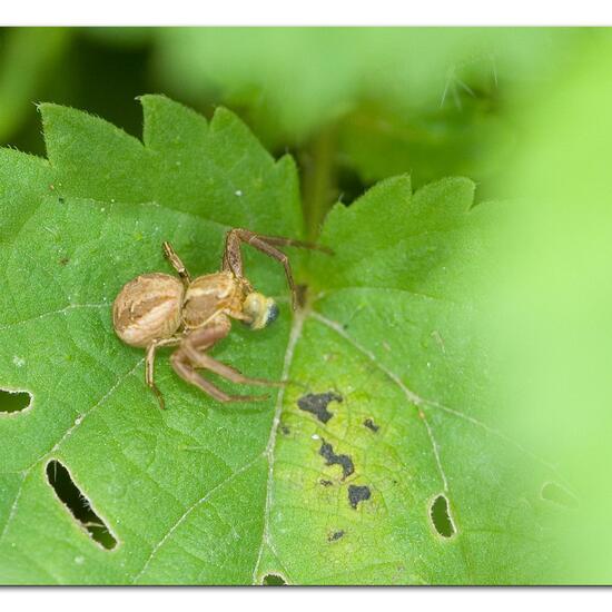 Xysticus ulmi: Tier im Habitat Ackerrandstreifen in der NatureSpots App