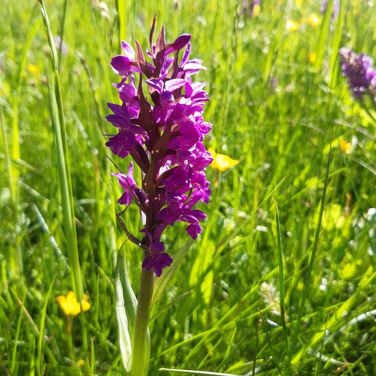 Breitblättriges Knabenkraut: Pflanze im Habitat Wald der gemäßigten Breiten in der NatureSpots App