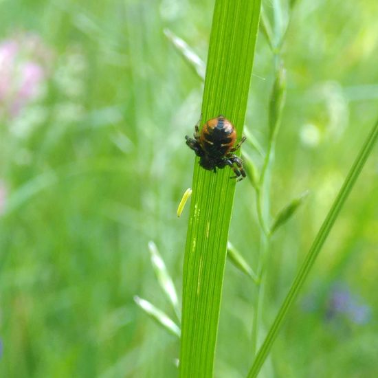 Shiny crab-spider: Animal in habitat Natural Meadow in the NatureSpots App