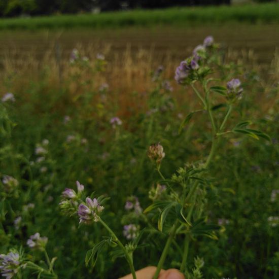 Medicago sativa: Plant in habitat Buffer strip in the NatureSpots App