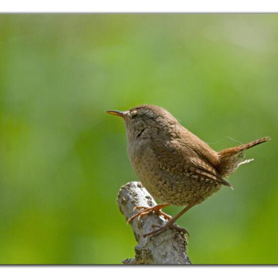 Eurasian Wren: Animal in habitat Backyard in the NatureSpots App