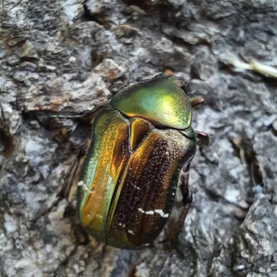 Goldglänzender Rosenkäfer: Tier im Habitat Stadt und Garten in der NatureSpots App