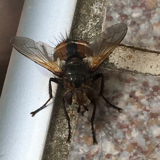 Tachina fera: Animal in habitat Garden in the NatureSpots App