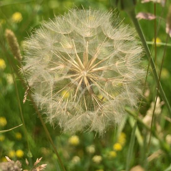 Tragopogon pratensis: Plant in habitat Road or Transportation in the NatureSpots App