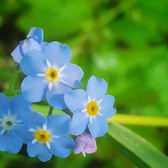 Water forget-me-not: Plant in nature in the NatureSpots App