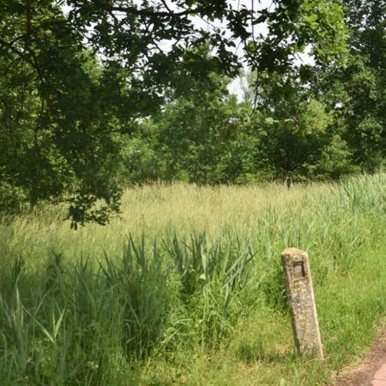 Landschaft: Grasland und Büsche im Habitat Naturnahe Wiese in der NatureSpots App