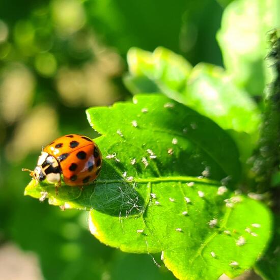 Harmonia axyridis: Animal in habitat Garden in the NatureSpots App