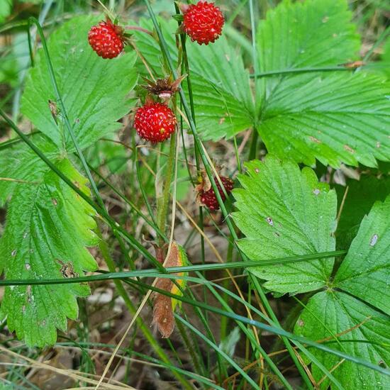 Fragaria vesca: Plant in nature in the NatureSpots App