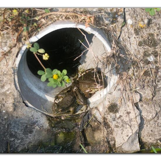 Seefrosch: Tier im Habitat Strasse/Verkehr in der NatureSpots App