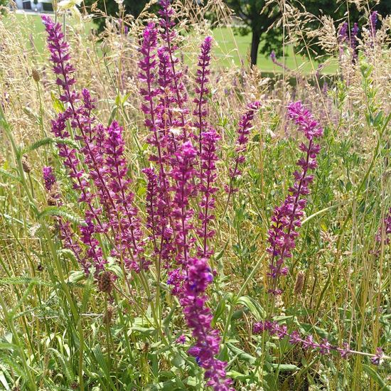 Meadow clary: Plant in habitat Natural Meadow in the NatureSpots App