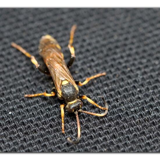 Ichneumon xanthorius: Tier im Habitat Garten in der NatureSpots App