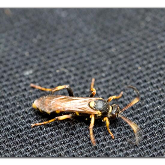 Ichneumon xanthorius: Tier im Habitat Garten in der NatureSpots App