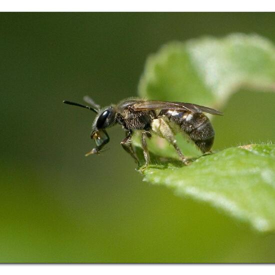 Eine unbekannte Art: Tier in der Natur in der NatureSpots App