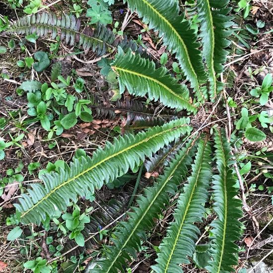 Polystichum lonchitis: Plant in habitat Rock areas in the NatureSpots App