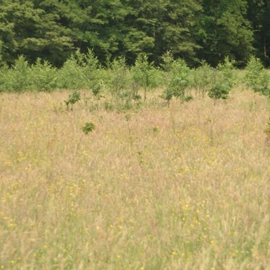 Landschaft: Grasland und Büsche im Habitat Anderes Grasland/Busch-Habitat in der NatureSpots App