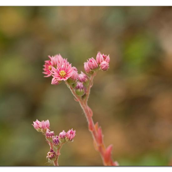 Landschaft: Stadt und Garten im Habitat Garten in der NatureSpots App