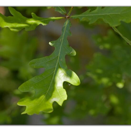 Quercus robur: Plant in habitat Grassland in the NatureSpots App