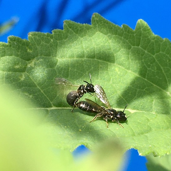 Echte Bienen: Tier im Habitat Garten in der NatureSpots App