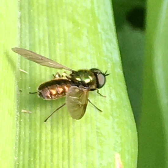 Chloromyia formosa: Tier im Habitat Garten in der NatureSpots App