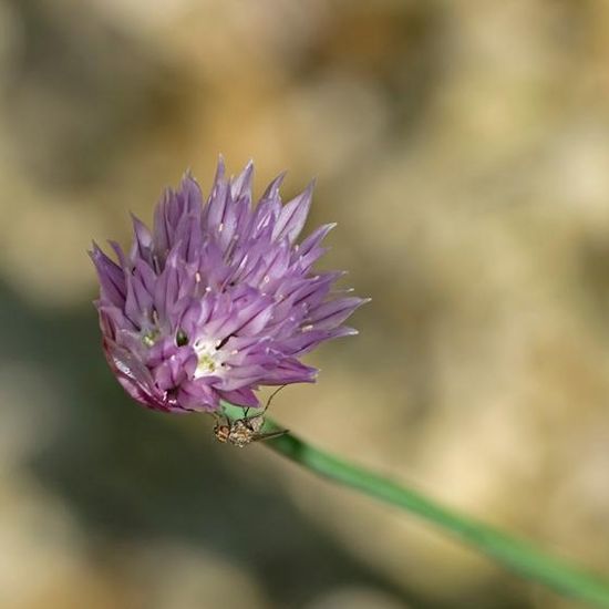 Chives: Plant in habitat Garden in the NatureSpots App