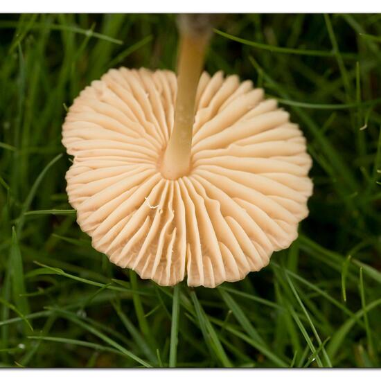 Marasmius oreades: Mushroom in habitat Garden in the NatureSpots App