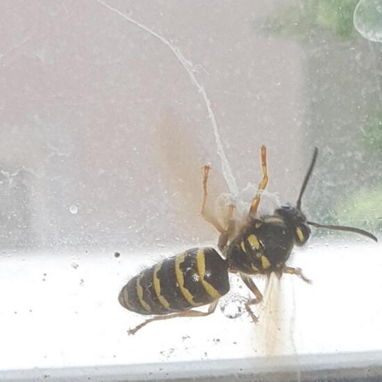 Vespula: Tier in der Natur in der NatureSpots App