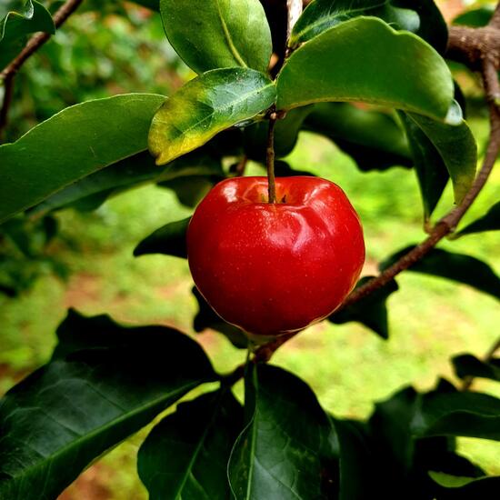 Rote Spinne: Tier im Habitat Vorstadt in der NatureSpots App