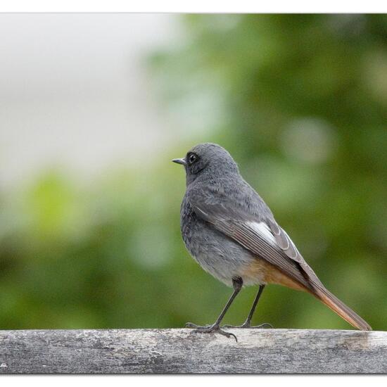 Black Redstart: Animal in habitat Garden in the NatureSpots App