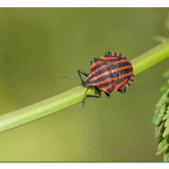 Graphosoma italicum: Animal in habitat Road or Transportation in the NatureSpots App