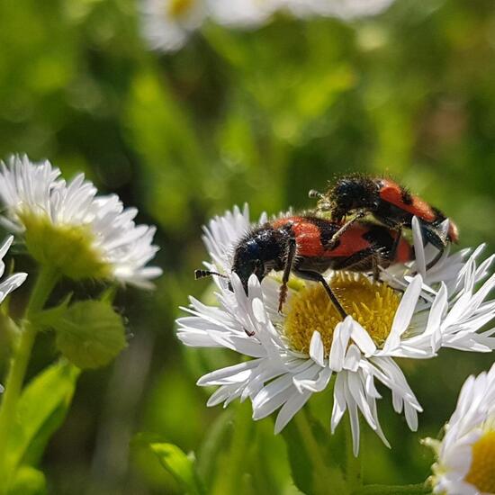 Trichodes apiarius: Animal in habitat Brownfield land in the NatureSpots App